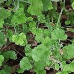 Pelargonium cucullatum Blad