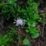 Homogyne alpina Flower