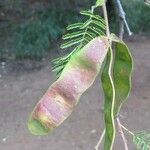 Albizia harveyi Плод