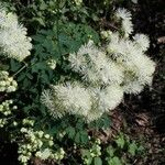 Thalictrum aquilegiifolium Fleur