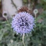 Echinops bannaticusFiore