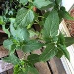 Mirabilis longiflora Leaf