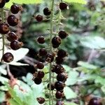 Ribes magellanicum Fruto