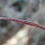 Desmanthus virgatus Fruit