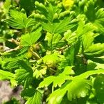 Ribes uva-crispa Feuille