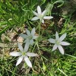 Ornithogalum divergens花