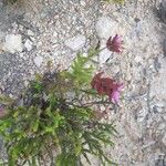 Erica ciliaris Цвят