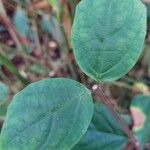 Thunbergia erecta পাতা