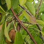 Pyrus cordata Casca