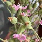 Silene conicaFlower