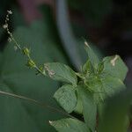 Astraea lobata Habit