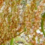 Rumex thyrsiflorus Fruit