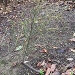 Allocasuarina verticillata Tervik taim