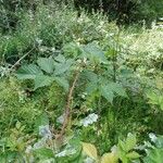 Rubus bertramii Blad