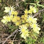 Sempervivum grandiflorum Blüte