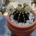 Gymnocalycium anisitsii Corteza