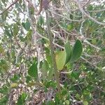 Ceriops tagal फल