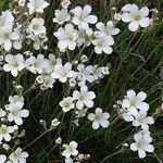 Minuartia laricifolia Flower