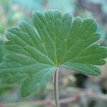 Geranium rotundifolium Hoja