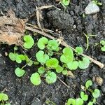 Dichondra carolinensis Plante entière