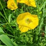 Papaver cambricumFlors