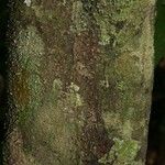 Lacmellea aculeata Lubje