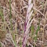 Bothriochloa ischaemum Плід