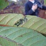 Pycnandra sessilifolia Leaf