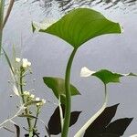 Sagittaria montevidensis Leaf