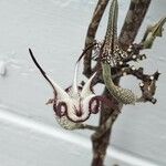 Ceropegia stapeliiformis ফুল