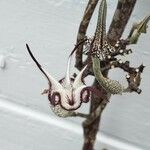 Ceropegia stapeliiformis Flower