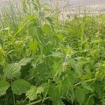 Leonurus quinquelobatus Hoja