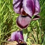 Iris haynei ᱵᱟᱦᱟ
