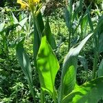 Canna glauca 整株植物