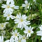 Stellaria holostea Blüte