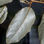 Elaeagnus x submacrophylla Other