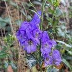 Aconitum variegatum फूल