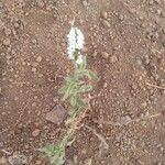 Heliotropium steudneri Flor