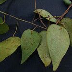 Hypserpa mackeei Leaf