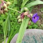 Tradescantia × andersoniana Flower