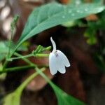 Rhinacanthus nasutus 花