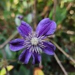 Clematis integrifolia Flower