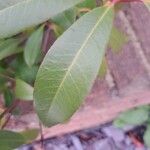 Photinia × fraseri Leaf