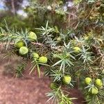 Juniperus oxycedrus 果実