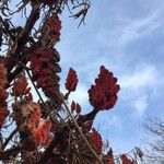 Rhus typhina Habit