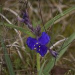 Tradescantia hirsutiflora Хабит