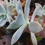 Graptopetalum paraguayense Foglia