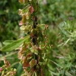 Rumex crispus Blüte