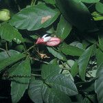 Paullinia pinnata Fruit