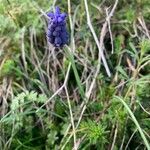 Muscari neglectum Flor